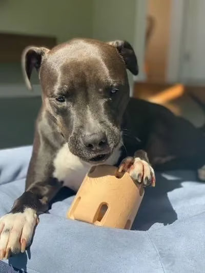 Tennis Tumble — Interactive Dog Puzzle Toy
