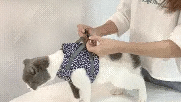 🐱Cat Vest Harness & Leash Set