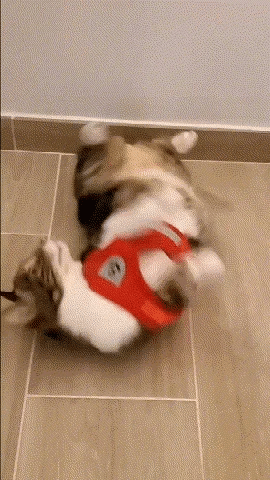 Adjustable Breathable Luminous Purrfect Feline Freedom Harness