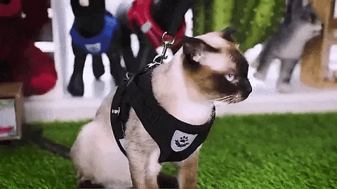 Adjustable Breathable Luminous Purrfect Feline Freedom Harness