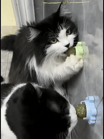 Catnip Wall Ball for Cats