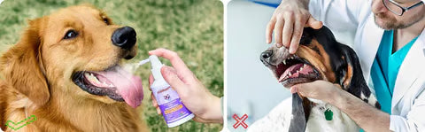 Pet Teeth Cleaning Spray for Dogs & Cats