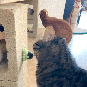 Catnip Wall Ball for Cats
