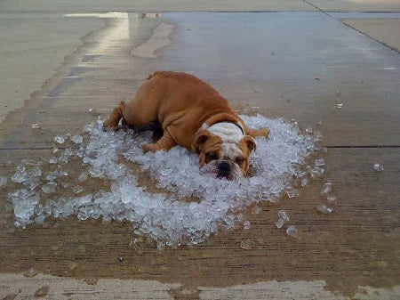 Pet Cooling Mat | 4x Enhanced Cooling Effect