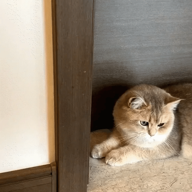 Cat Corner Self-Groomer Massage Brush