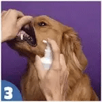 Pet Teeth Cleaning Spray for Dogs & Cats