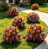⏰ Last Day Special — Create Your Dream Garden Paradise at Unbeatable Prices