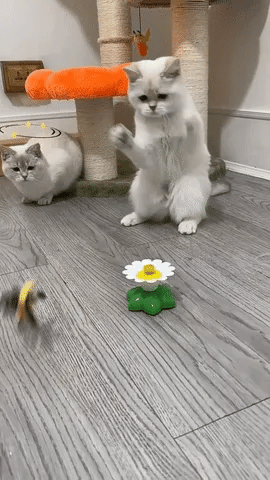 Electric Bird Cat Toy That Moves