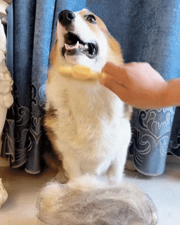 Self-Cleaning Pet Flea Comb & Grooming Brush+