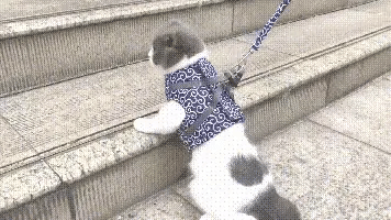 🐱Cat Vest Harness & Leash Set