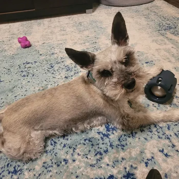 Tennis Tumble — Interactive Dog Puzzle Toy