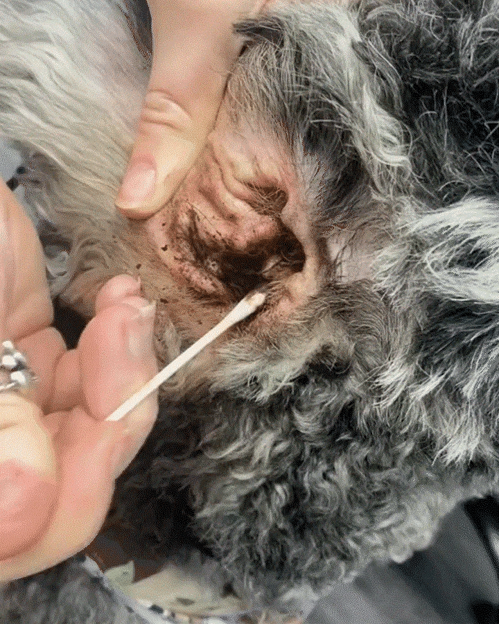 Pet Ear Cleaner - Infection Treatment for Dogs & Cats