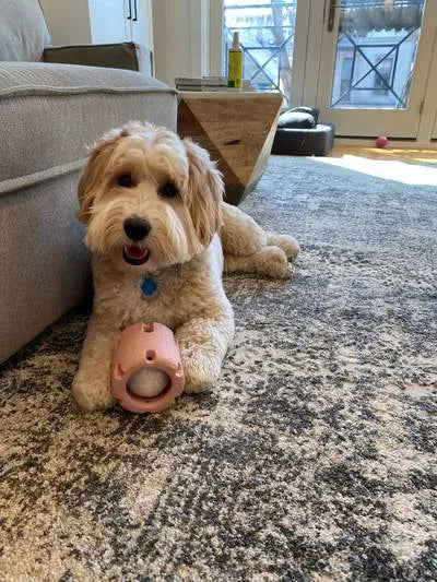 Tennis Tumble — Interactive Dog Puzzle Toy