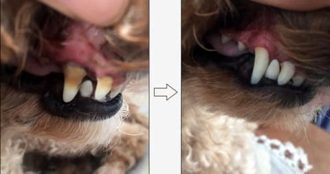 Pet Teeth Repair Pen Kit — Natural Plant Formula