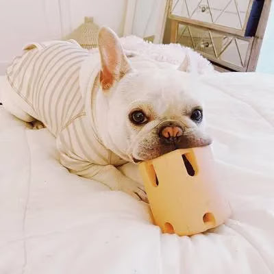 Tennis Tumble — Interactive Dog Puzzle Toy